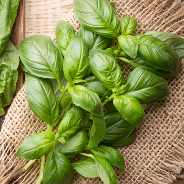 Basil