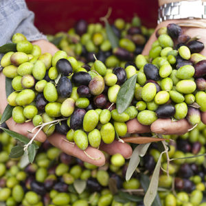 Holy Rosary Extra Virgin Olive Oil