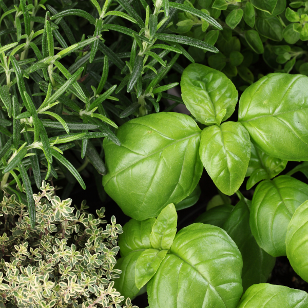 Tuscan Herbs